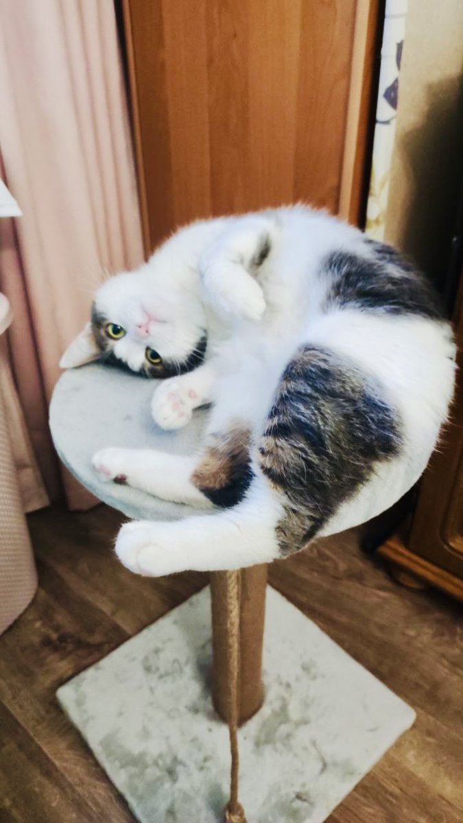 Евпатий Роботронов tweet media