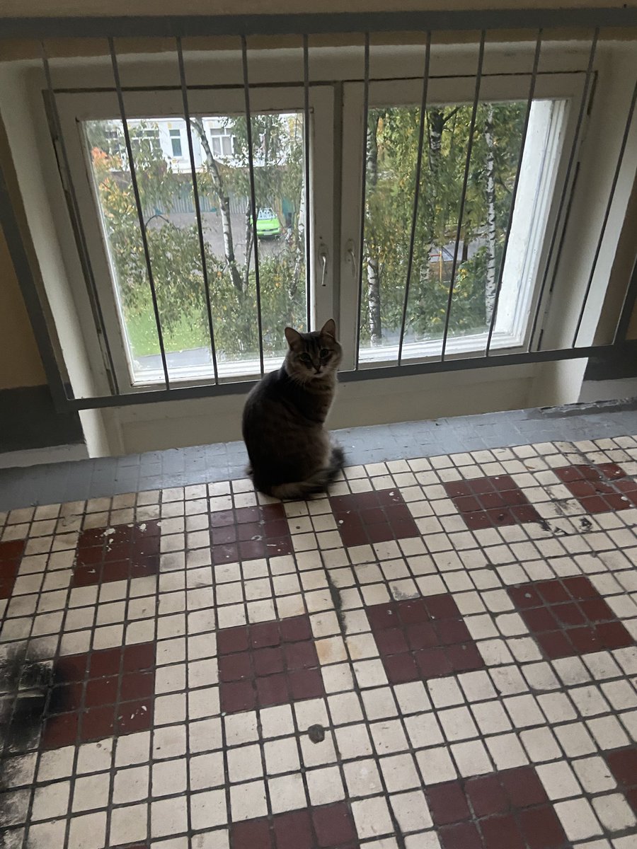 Москва, соседи постоянно выгоняют кошку в подъезд. Когда возвращала в квартиру, женщина сказала «ой я её ненавижу, это дочкина». Кошка (предположительно) очень ласковая, пугливая, сидит постоянно на холоде. Заберите, пожалуйста 😭 могу привезти вам её