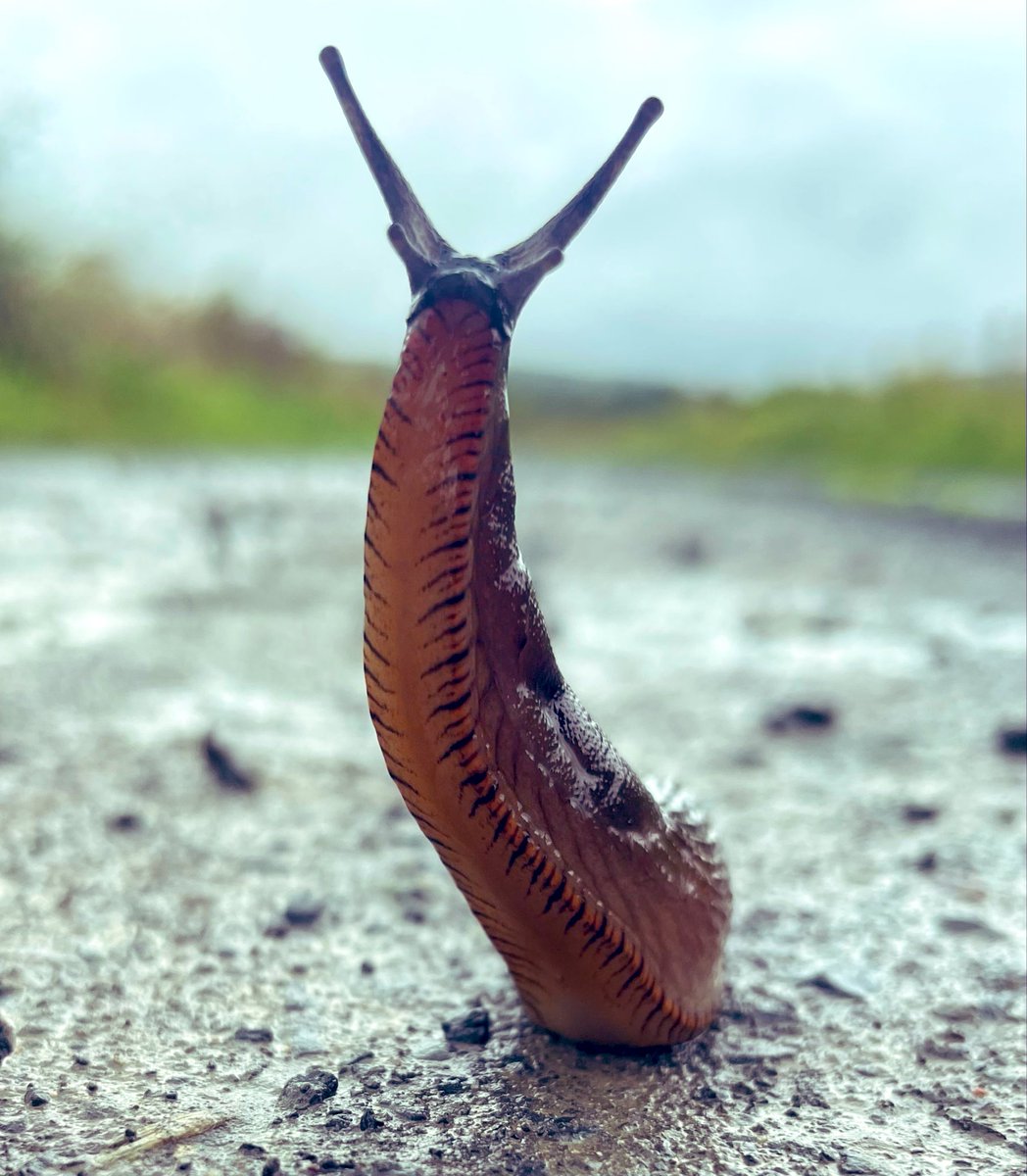 Just taken the BEST slug picture EVER!!!