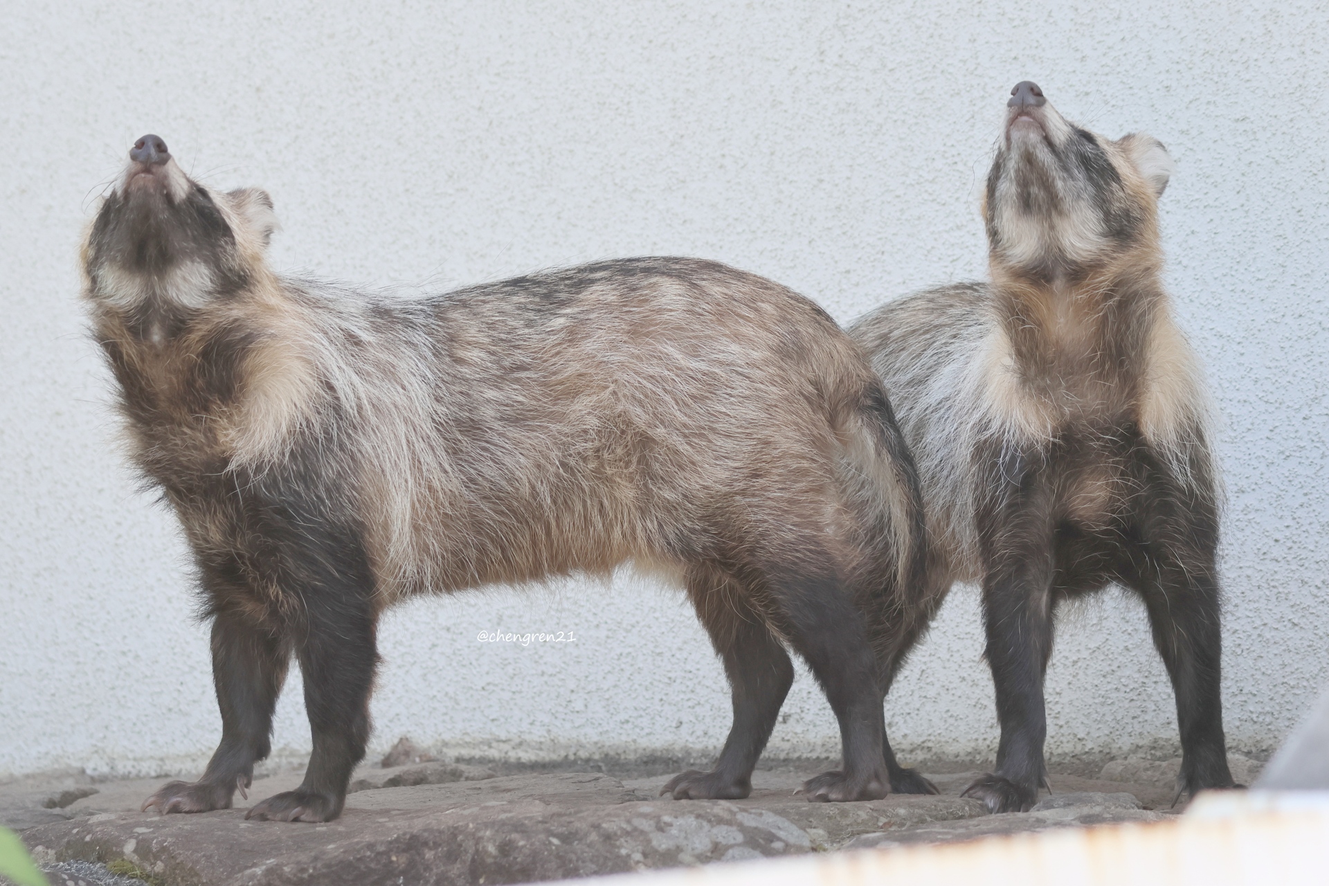 Cheng-Ren🦊🐺 on X: 