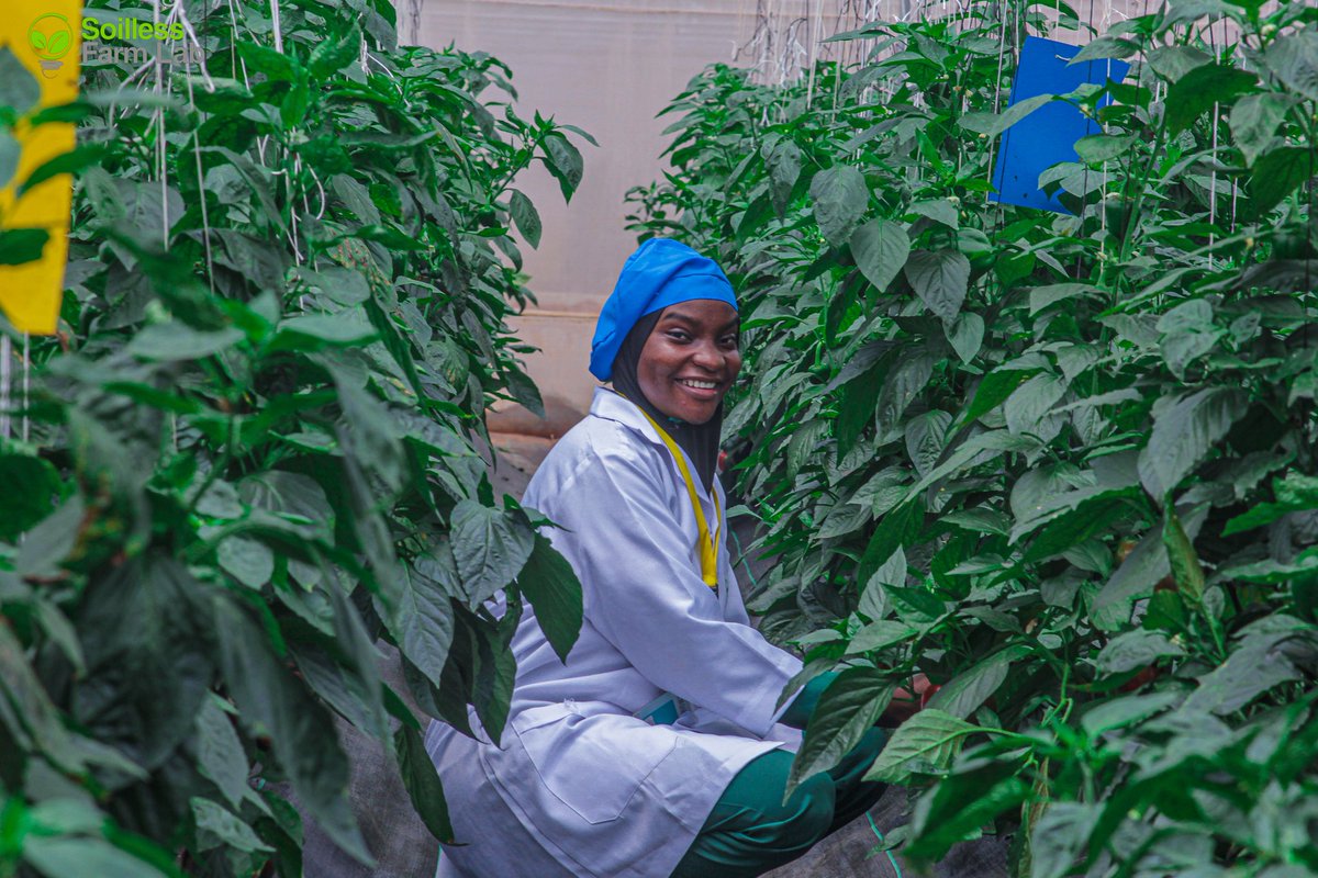 Samsonprolific's tweet image. Soilless Farm Lab 

From our farm to you, you can visit the farm anytime. 

Largest greenhouse farm in West Africa covering over 100+ acres. 

Our processing facility is 23,000 tons annually. 
Dehydration ▪︎ Blast freeze ▪︎ Sterilize
Cold storage ▪︎ Packaging ▪︎ Branding…