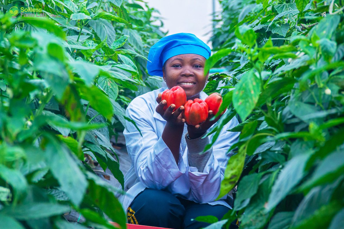 Samsonprolific's tweet image. Soilless Farm Lab 

From our farm to you, you can visit the farm anytime. 

Largest greenhouse farm in West Africa covering over 100+ acres. 

Our processing facility is 23,000 tons annually. 
Dehydration ▪︎ Blast freeze ▪︎ Sterilize
Cold storage ▪︎ Packaging ▪︎ Branding…