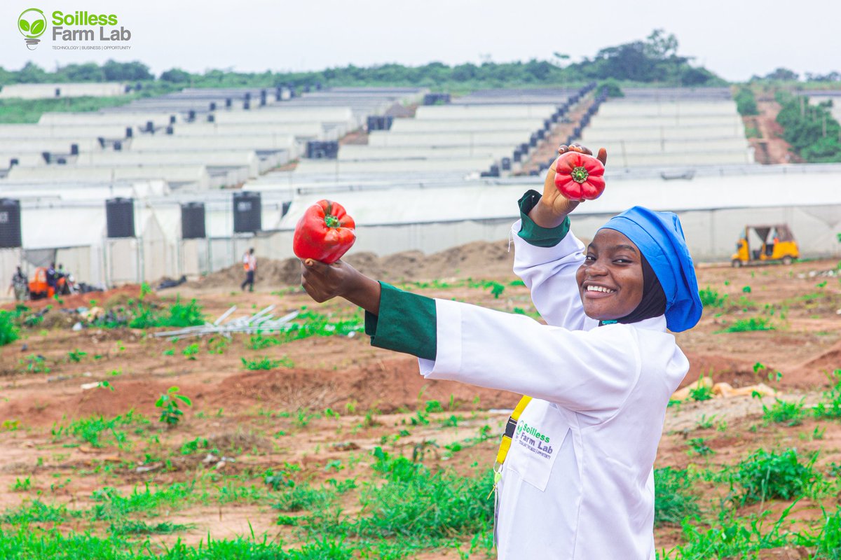 Samsonprolific's tweet image. Soilless Farm Lab 

From our farm to you, you can visit the farm anytime. 

Largest greenhouse farm in West Africa covering over 100+ acres. 

Our processing facility is 23,000 tons annually. 
Dehydration ▪︎ Blast freeze ▪︎ Sterilize
Cold storage ▪︎ Packaging ▪︎ Branding…
