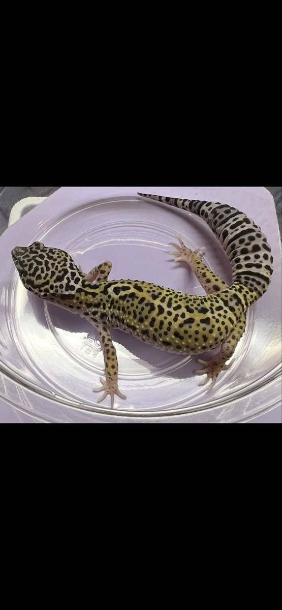 oki_reptile's tweet image. うちのマックスノーのお迎え当初と現在の変化👍
約2ヶ月で変わりすぎ！笑
#レオパ
#レオパ好きと繋がりたい