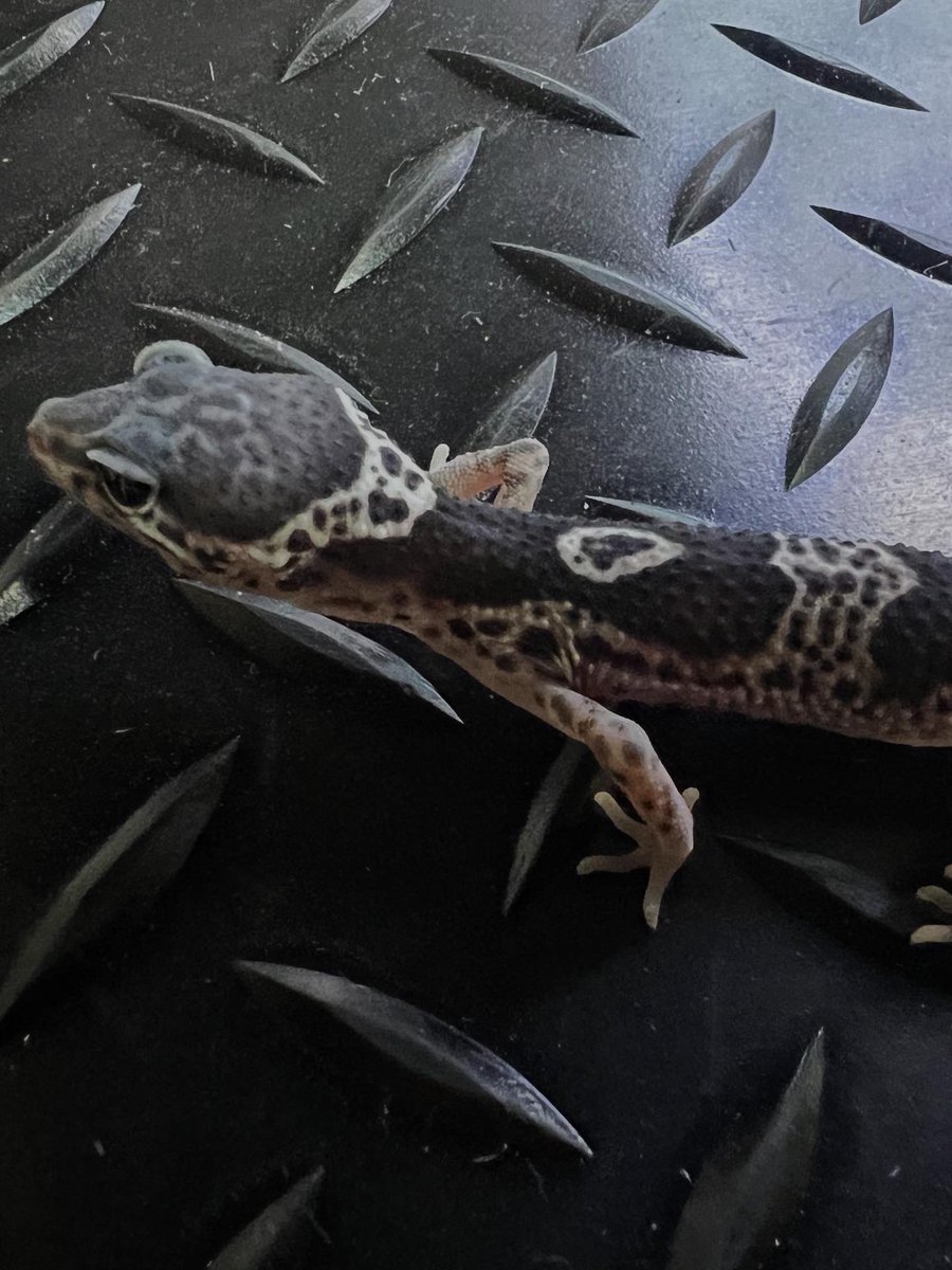 oki_reptile's tweet image. うちのマックスノーのお迎え当初と現在の変化👍
約2ヶ月で変わりすぎ！笑
#レオパ
#レオパ好きと繋がりたい