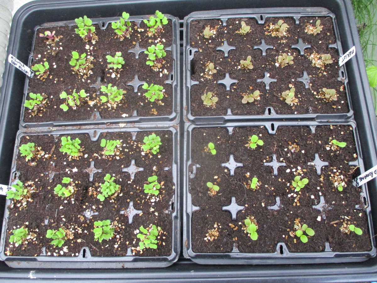 Nicky Kyle Gardening tweet media