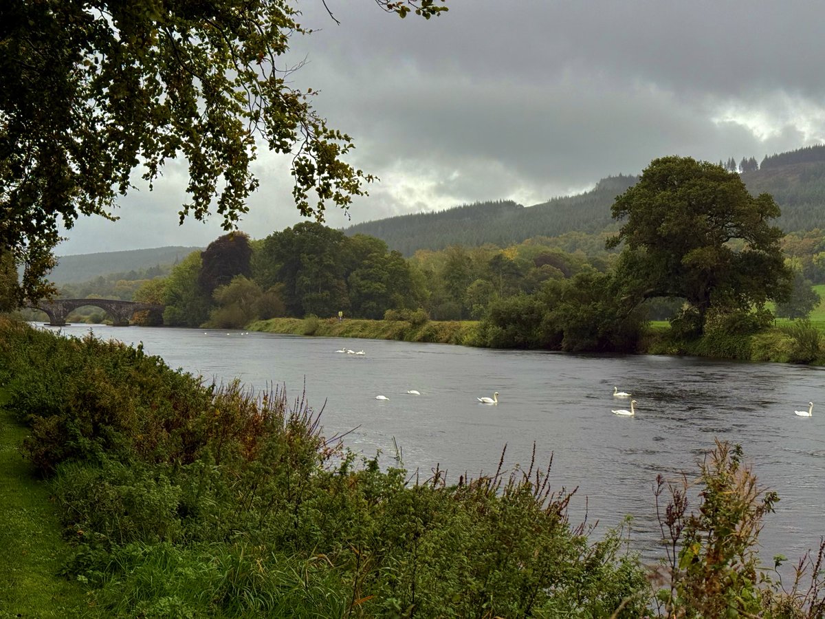 “The surface of a slate-grey lake is lit
By the earthed lightning of a flock of swans,
Their feathers roughed and ruffling, white on white” -Seamus Heaney

The slate grey waters of the River Suir at Kilsheelan as Storm Amy approaches. #SouthTipperary