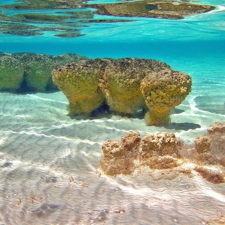 Star-Oddi (@staroddi) on Twitter photo 🌊 Fish thrive in one of the saltiest seas on earth 🪸 
Salinity and temperature drive changes in aquatic ecosystems, shaping the patterns of life across different places and seasons. 
In one of the saltiest marine environments on the planet, scientists have discovered that fish 🌊 Fish thrive in one of the saltiest seas on earth 🪸 
Salinity and temperature drive changes in aquatic ecosystems, shaping the patterns of life across different places and seasons. 
In one of the saltiest marine environments on the planet, scientists have discovered that fish