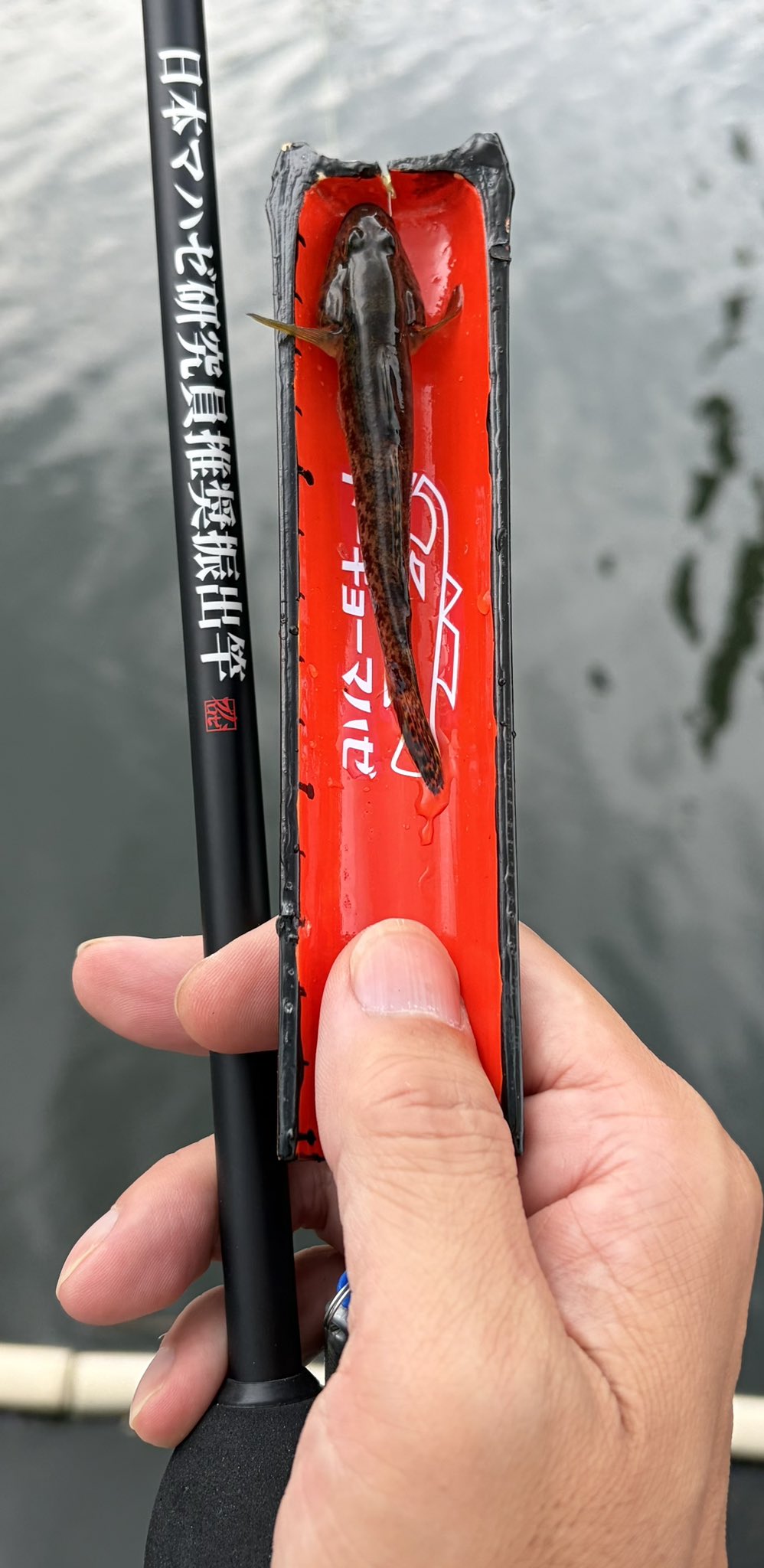 はぜぽんページ ハゼプロ (@hazepro1) / X