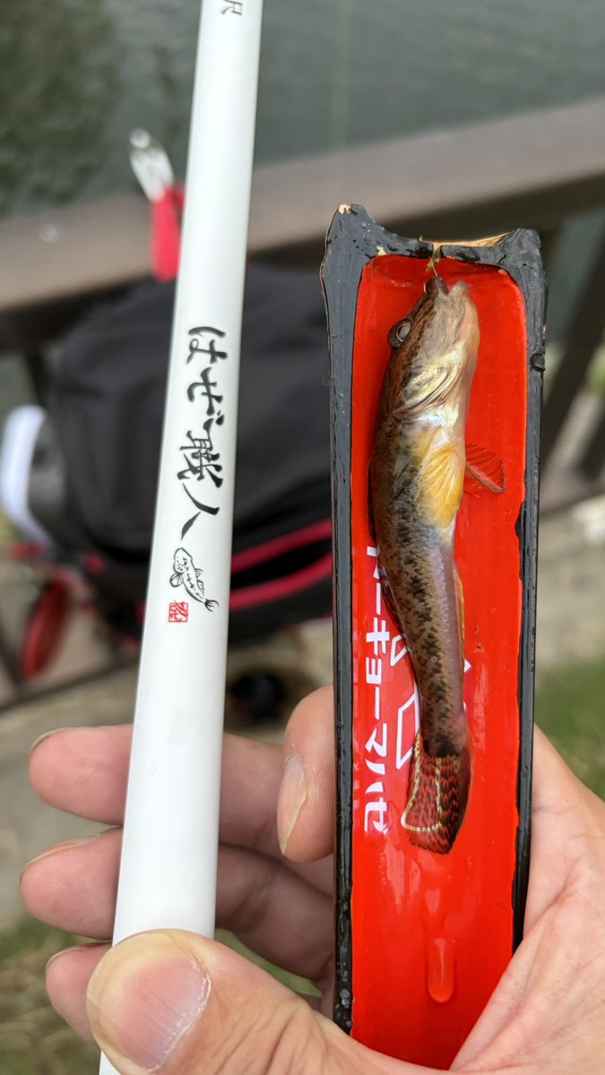 【限定】トーキョーマハゼ　はぜ職人　450 限定】トーキョーマハゼ はぜ職人 450 - メルカリ