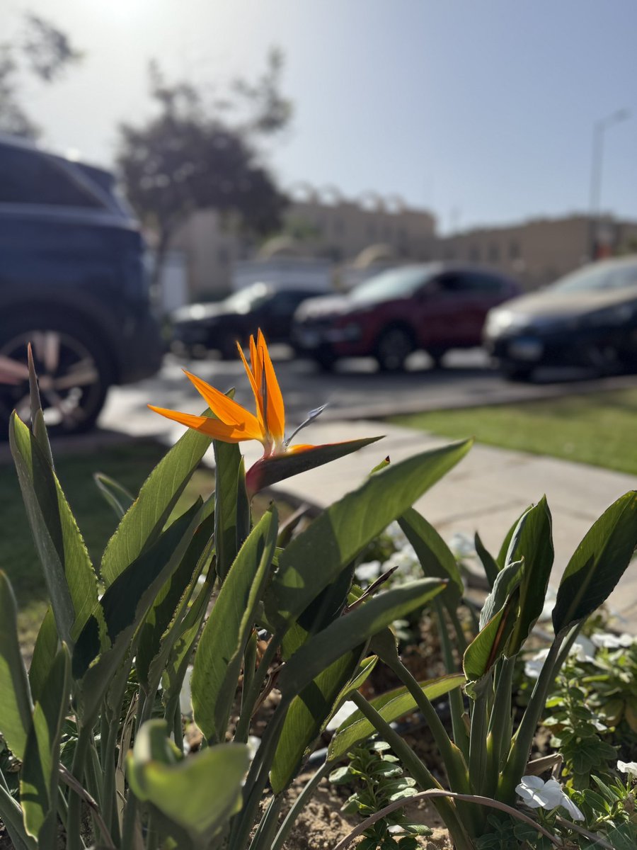 Sarah Nader tweet media