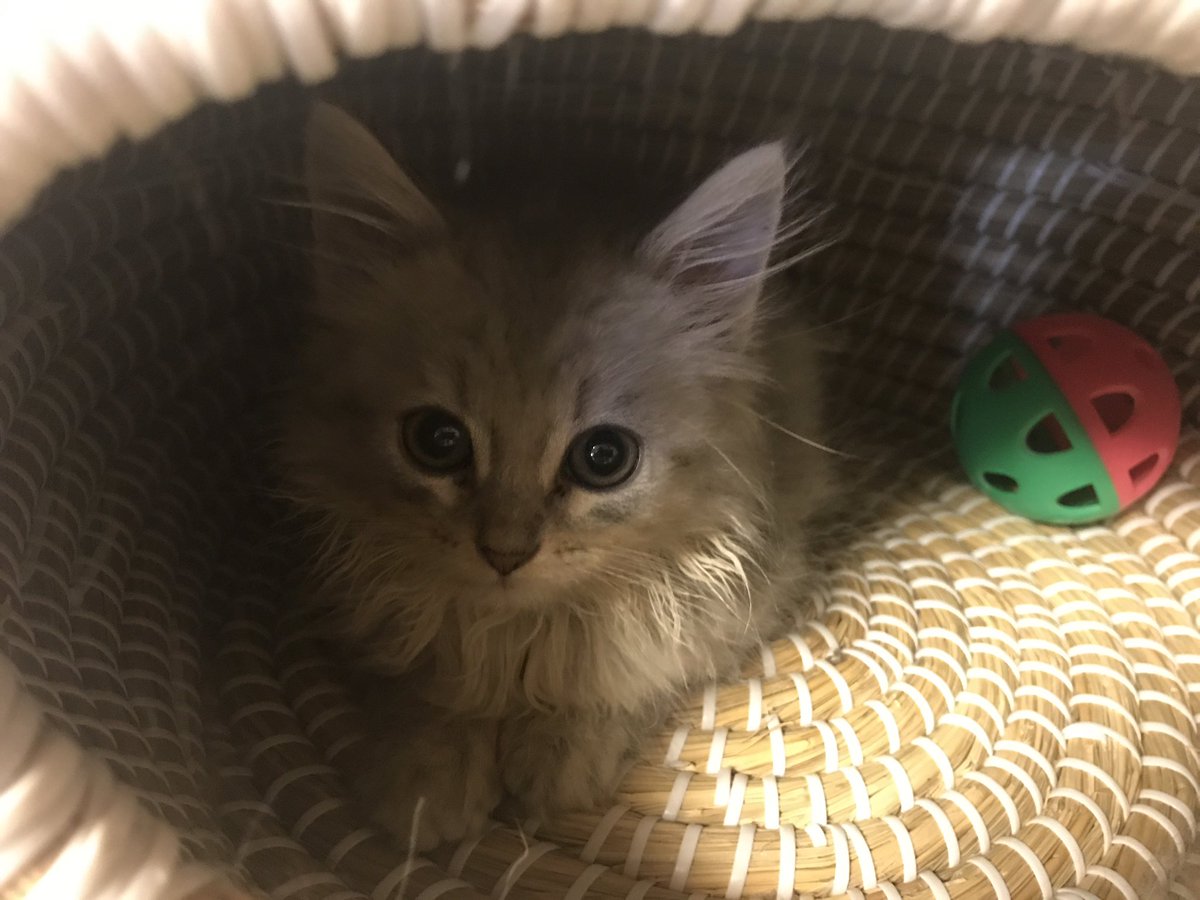 SecretsOfSilent's tweet photo. 「こんなにちっちゃかった頃があったんだよなぁ…🐾」

「初めてのおうち。��キドキしてる…🐾」

#子猫時代 #成長記録 #猫 #猫のいる暮らし #猫好きさんと繋がりたい #癒し https://t.co/TMjD1wlJRQ