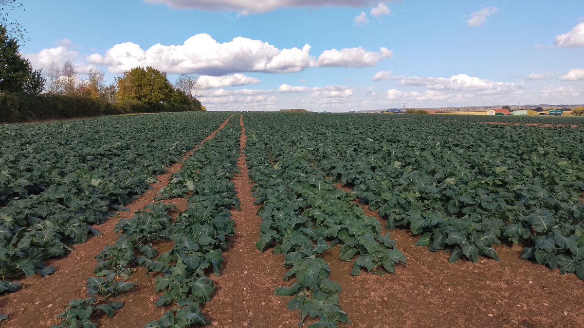 Think I may have over done on the cabbages this time🥬😂