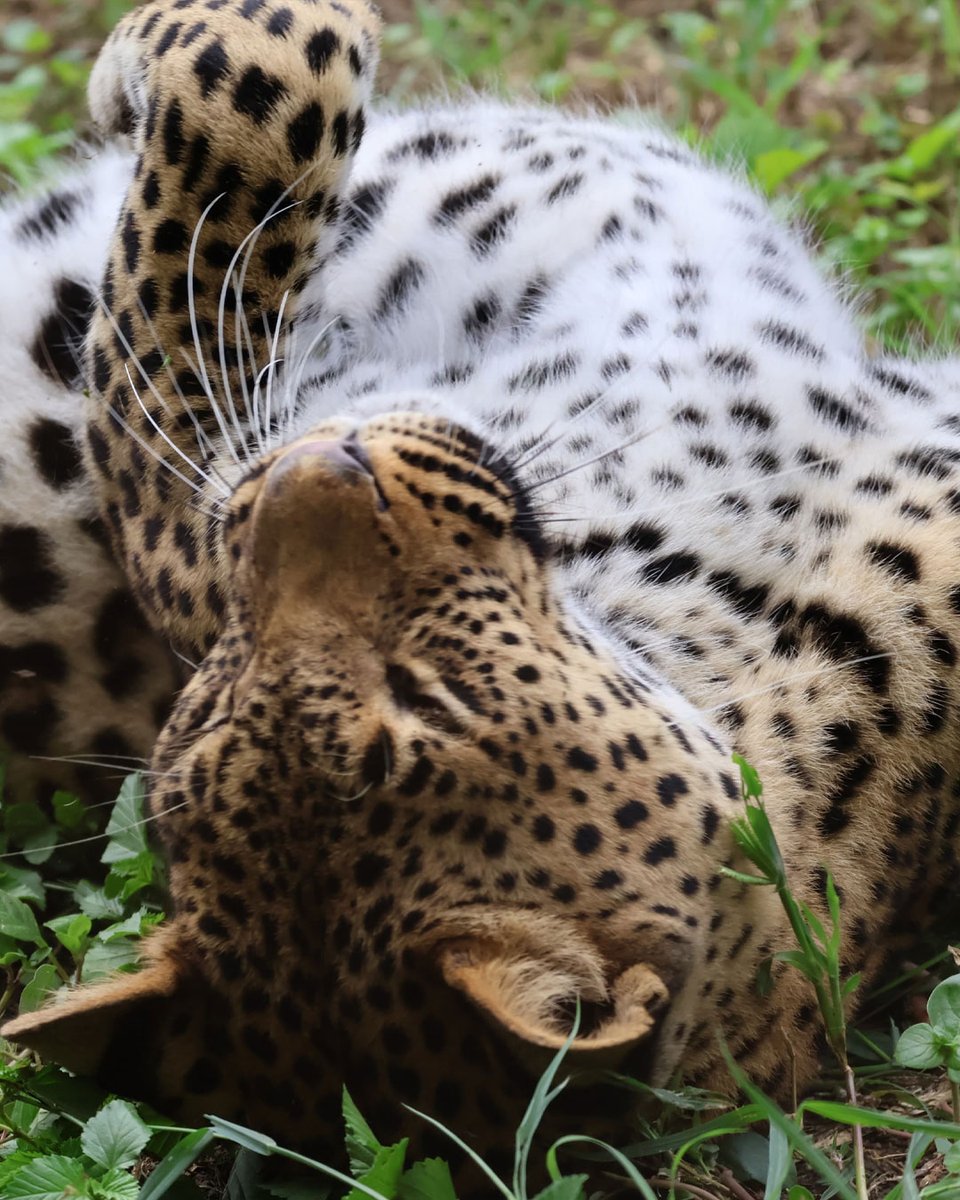 Cheetah_Centre's tweet photo. Save our Animals, Save the Planet. This is the chosen theme for WORLD ANIMAL DAY 2025 - celebrated today and every year on the 4th of October to bring awareness to the plight of animals around the world. #WorldAnimalDay https://t.co/VoxDSgFqsL