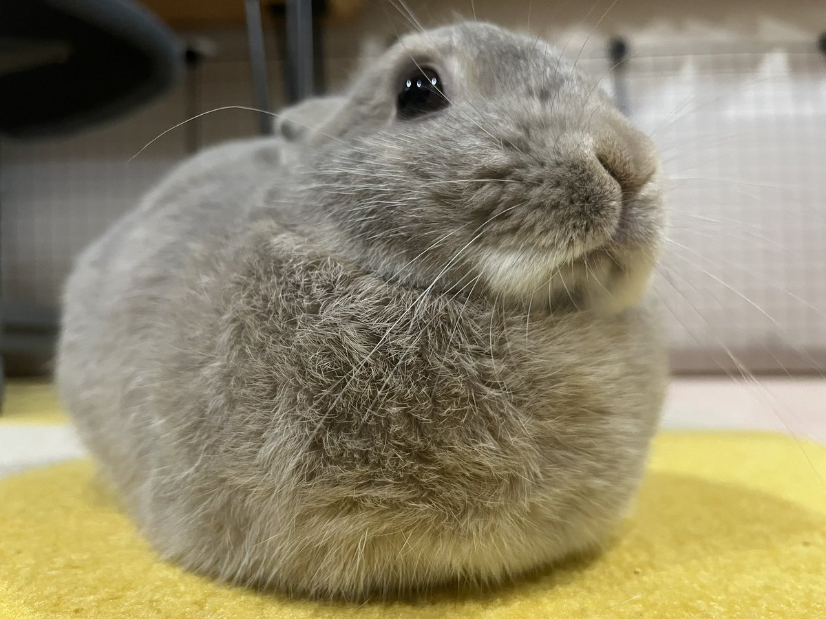 exam_rx78's tweet image. 本日のうい氏
まるいっ!