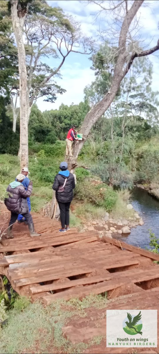 lyons814's tweet photo. To watch a river is to watch time flow, to feel the patience of nature. If you want to hear the sounds of the birds plant trees 🌴 🌿 

#RiverRestoration
#HealthyRivers
#RiparianZonesMatter
#TreesForRivers
#WatershedProtection
#RiverGuardians
#PlantForWater
#climatejusticenow https://t.co/FjUWSq7GPq