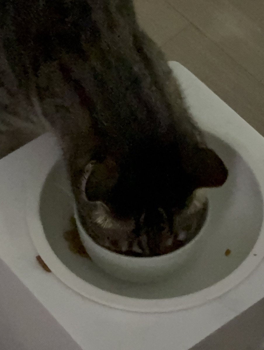 kugguk_cat's tweet photo. ‘얼굴 박고 먹는다는 것이 무엇인지 알려주겠다‘ https://t.co/Oh0o9rfEee