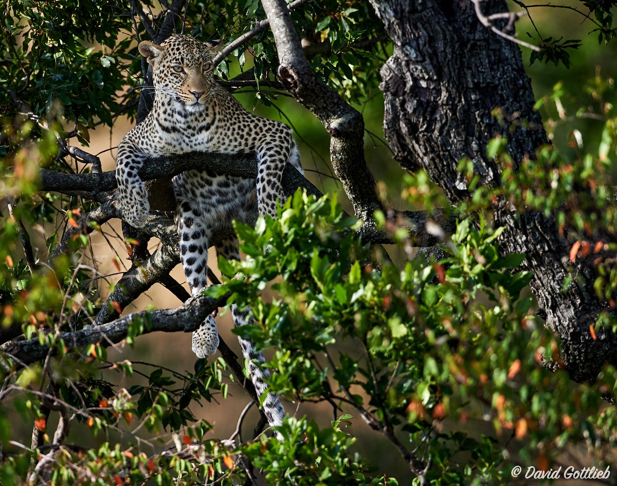 “Looks like the real Branch Manager is on duty today 🐆🌳. Even the leopard knows when it’s time to kick back and relax. Let’s keep protecting these wild spaces so our wildlife always has a safe place to rest. 💚🐾
#FoNNaP
#WildAndFree”