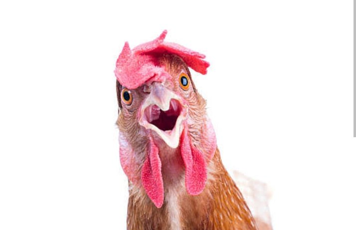 <a href="/DailyLoud/">Daily Loud</a> The chickens right now