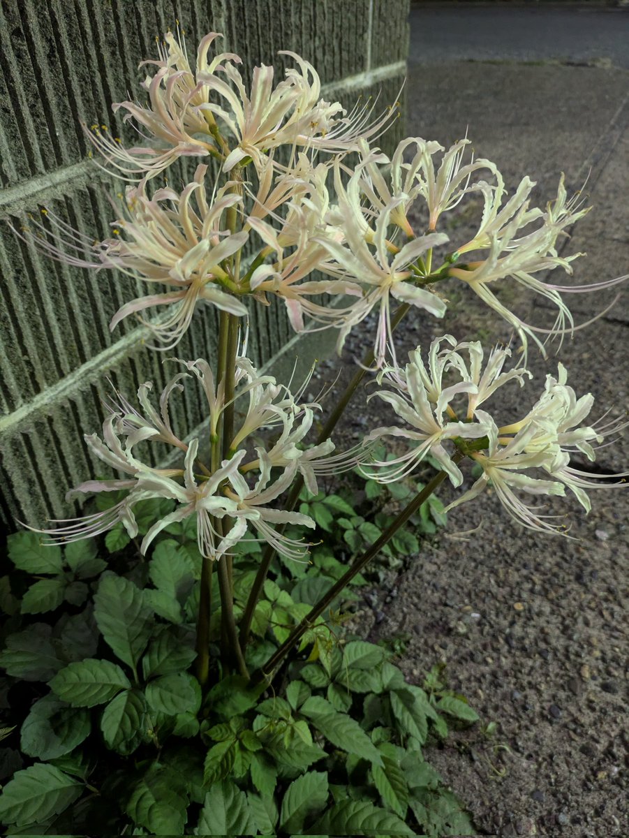 この季節、赤い彼岸花(曼珠沙華)はよく見ると思ったけど、意外に白い彼岸花(白曼珠沙華)も多いのにびっくり
花言葉も本当に全然違うのね…

┃ω・๑)ｼﾞｨｰ🔎✨
 #彼岸花  #白曼珠沙華