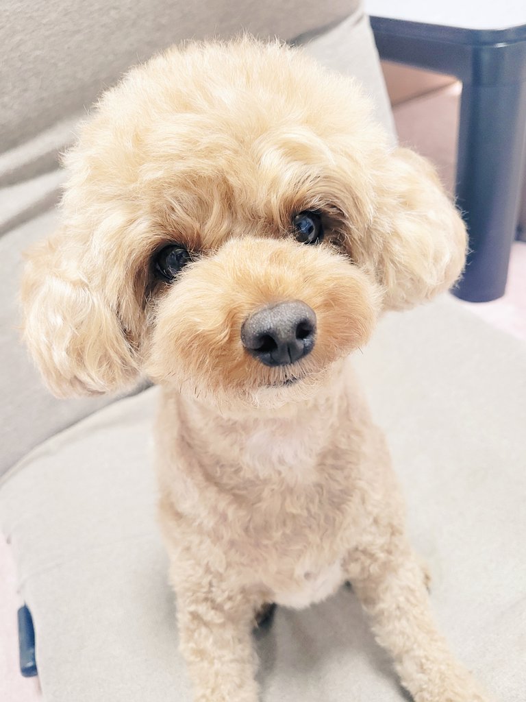 uyu0423's tweet photo. 昨日トリミングしたてだからふわふわもこもこちゃん🥹🩵
体重1kg増えちゃったので今日からダイエット開始です😭😭
一緒に頑張ろうね🥺✊
新しいハーネスつけてお散歩行ってきたよ🐩🐾
#マルプー
#ミックス犬
#犬のいる生活
#うゆくんの成長記録 https://t.co/vTaaRYVjH4