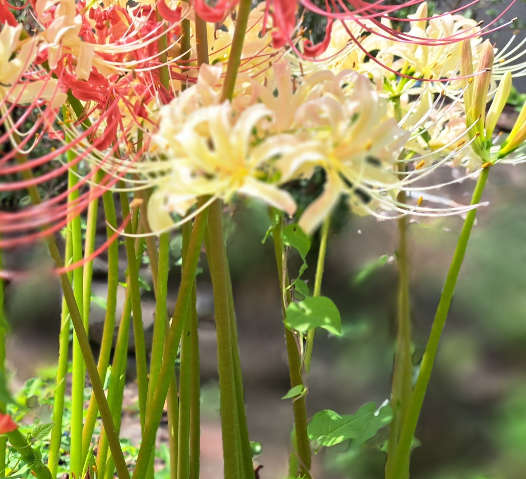 花鳥風月 四季 (@JKHb7300H5YfzP3) / X