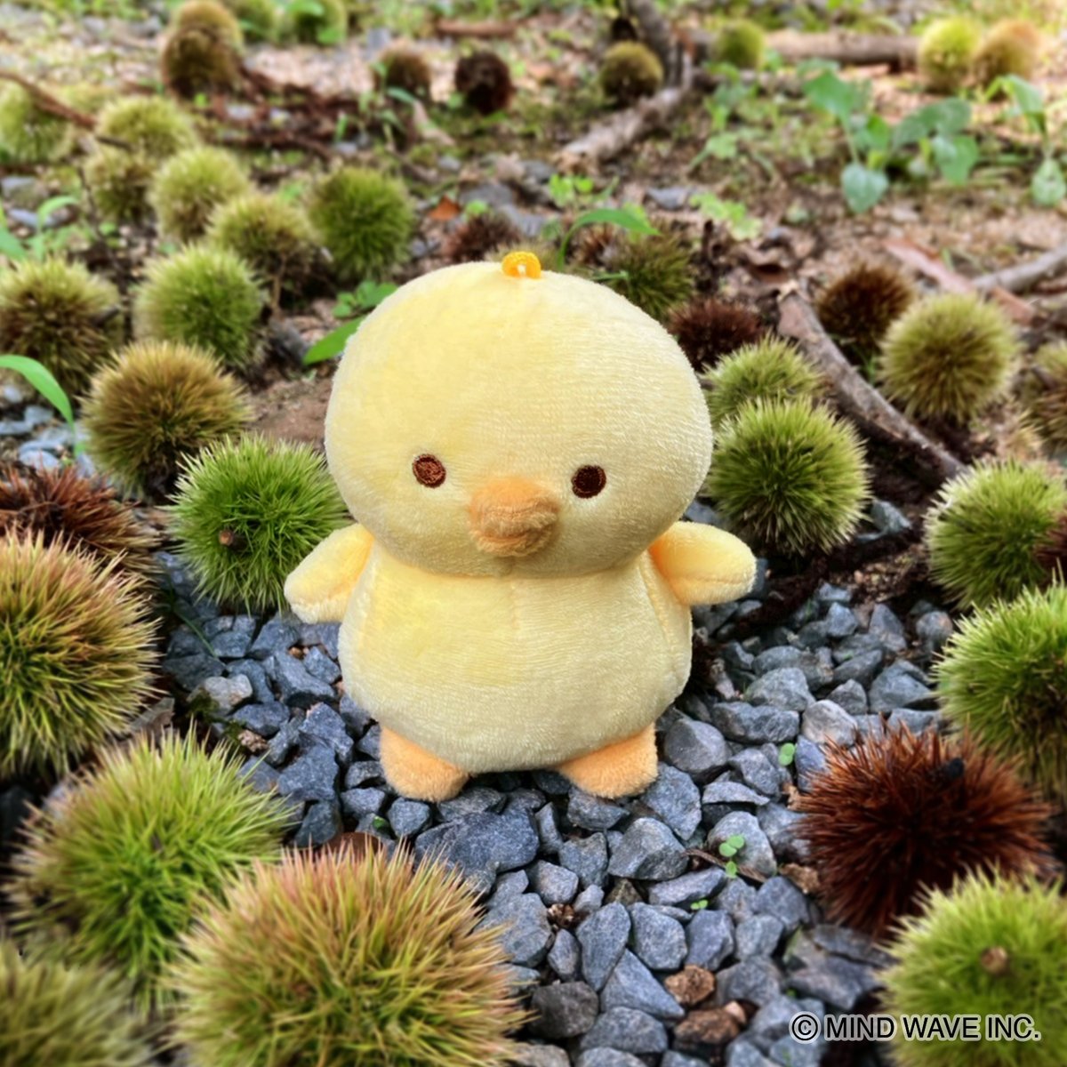 ぴよこ豆より強そう…

#ぴよこ豆 #ぴよぬい