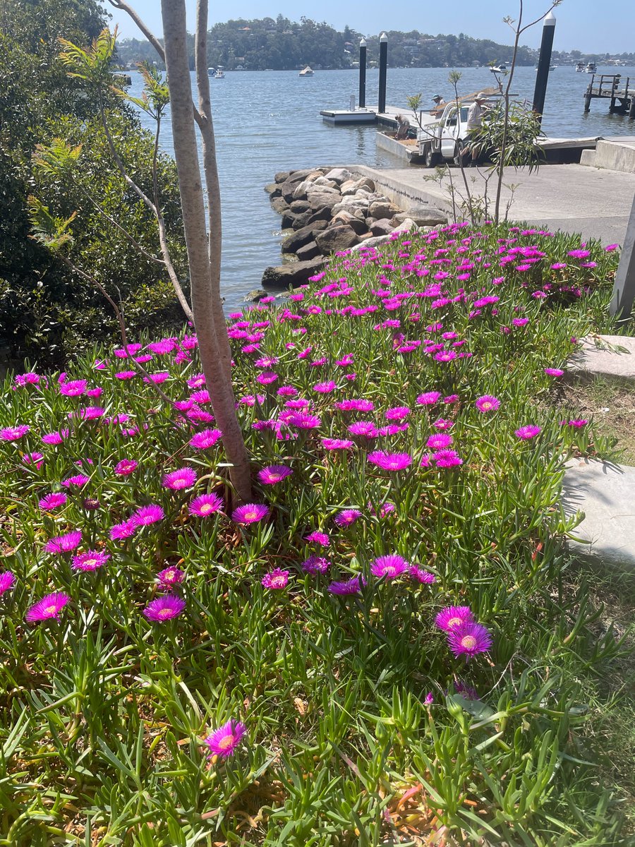 pergillian's tweet image. #Grace is where you find it.
#Carpobrotus rossii aka #pigface, Como, NSW, Oz.
Something of that genus, not necessarily rossii, grows at #Vandenberg SFB near the #SpaceX pad at #SLC4E. Seen it in the launch pics.