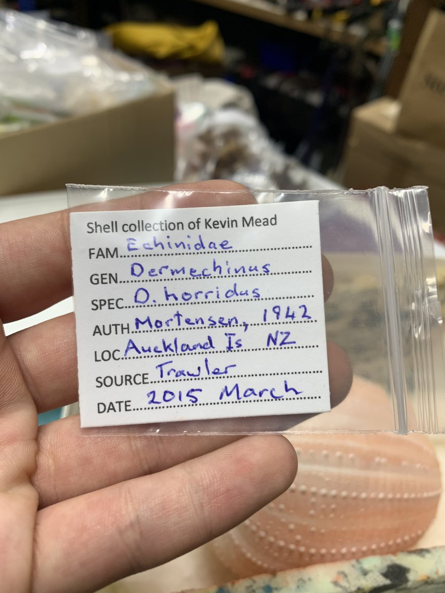 ふぉらみ(ニュージーランドにいた生き物屋) tweet media