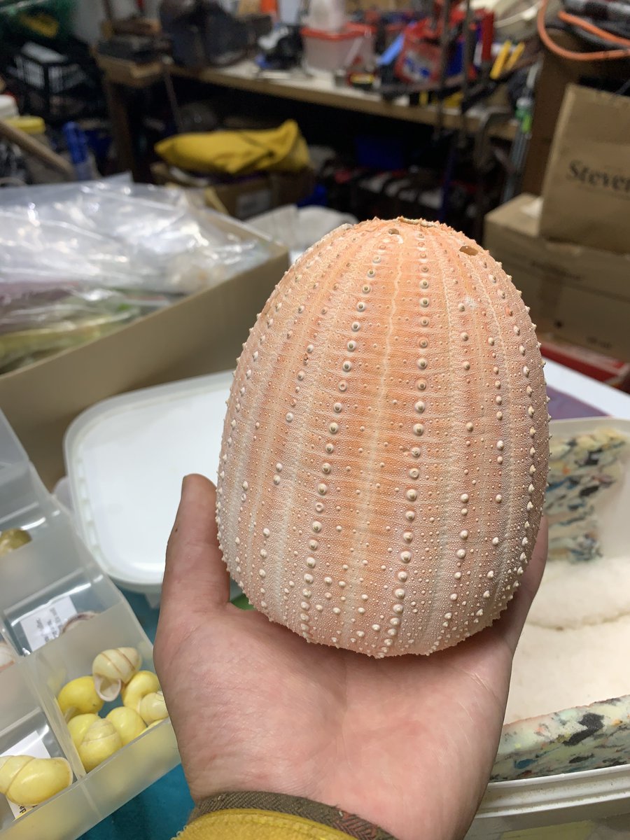 ふぉらみ(ニュージーランドにいた生き物屋) tweet media