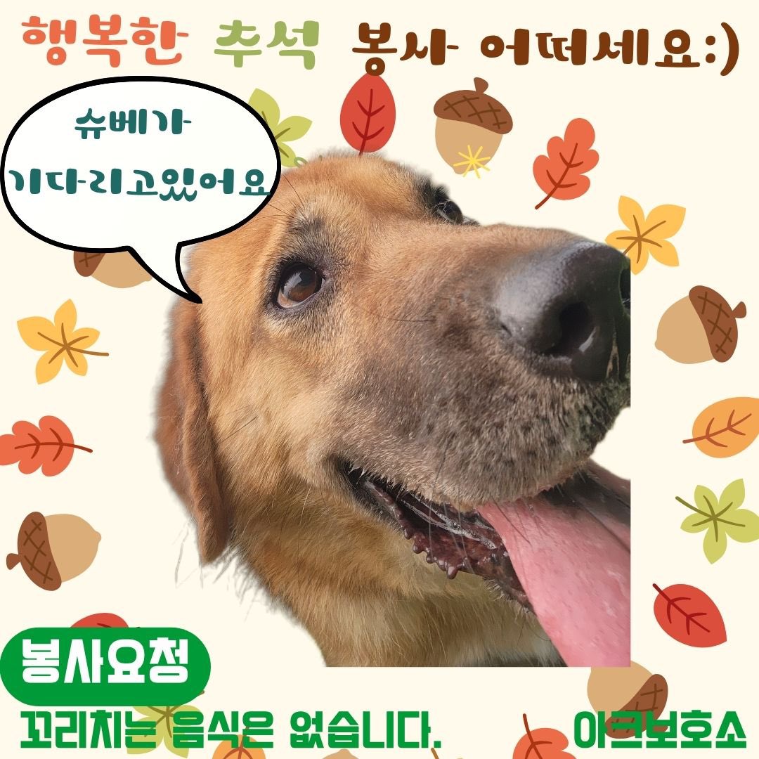 <봉사와주세요> 

연휴의 첫날, 아크에서는 R동과 K동 아이들이  많이 나왔어요.
쫄보 슈베도 오늘 용기를 내었답니다:) 이전 후 역대 규모인 14마리의 아이들이 실외 배변 훈련도 하고, 사회성도 길러보기 위해 밖으로 나왔어요.

봉사자의 손길이 부족해, 더 많은 아이들이 함께 나올 수는 없었어요.