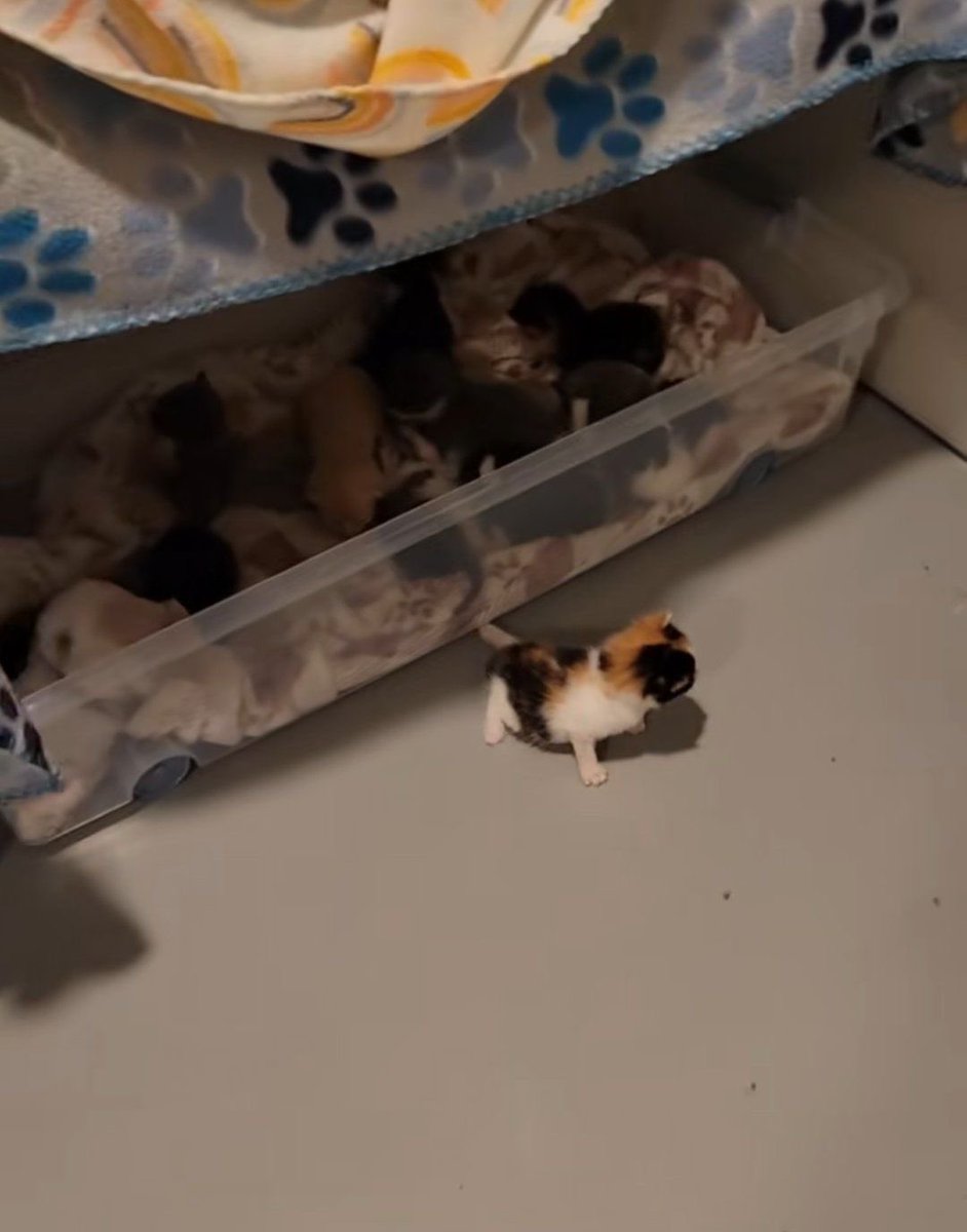 Bu minik kedi tesadüfen karşına çıktı ama beğenirsen çok zengin ve çok mutlu olacaksın