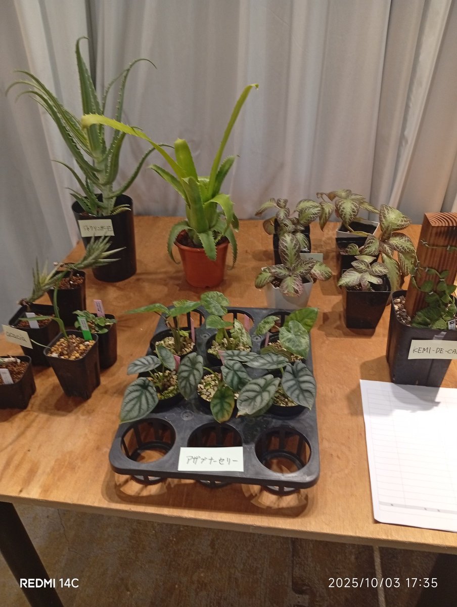 本日までセール❗️超希少❗️サイズ大❗️気根発根済アンスリウムドラヤキ新葉展開中✨️ グ ラ ス ラ （12/6〜7 ミニボタinサンシャイン） (@grandsura) / X