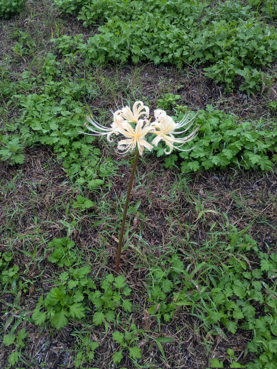 家の前にぽつんと白い彼岸花