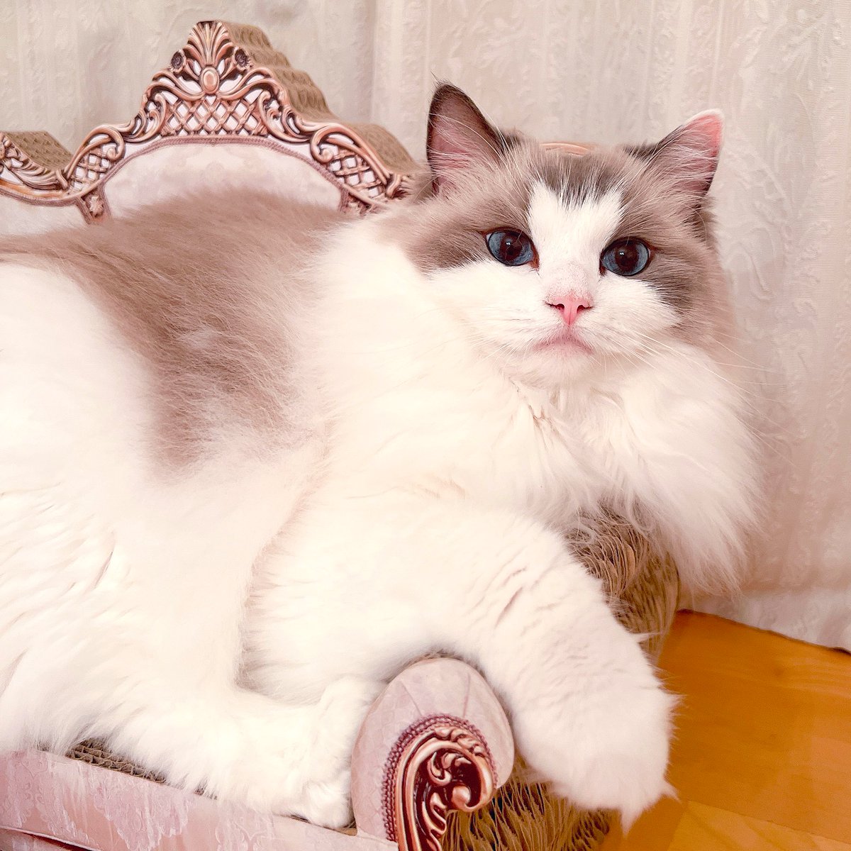 megmamadesu's tweet image. かわい子ちゃん、ただいま〜💕
#ラグドール   #猫　#ragdoll    #cat   #お久しぶり