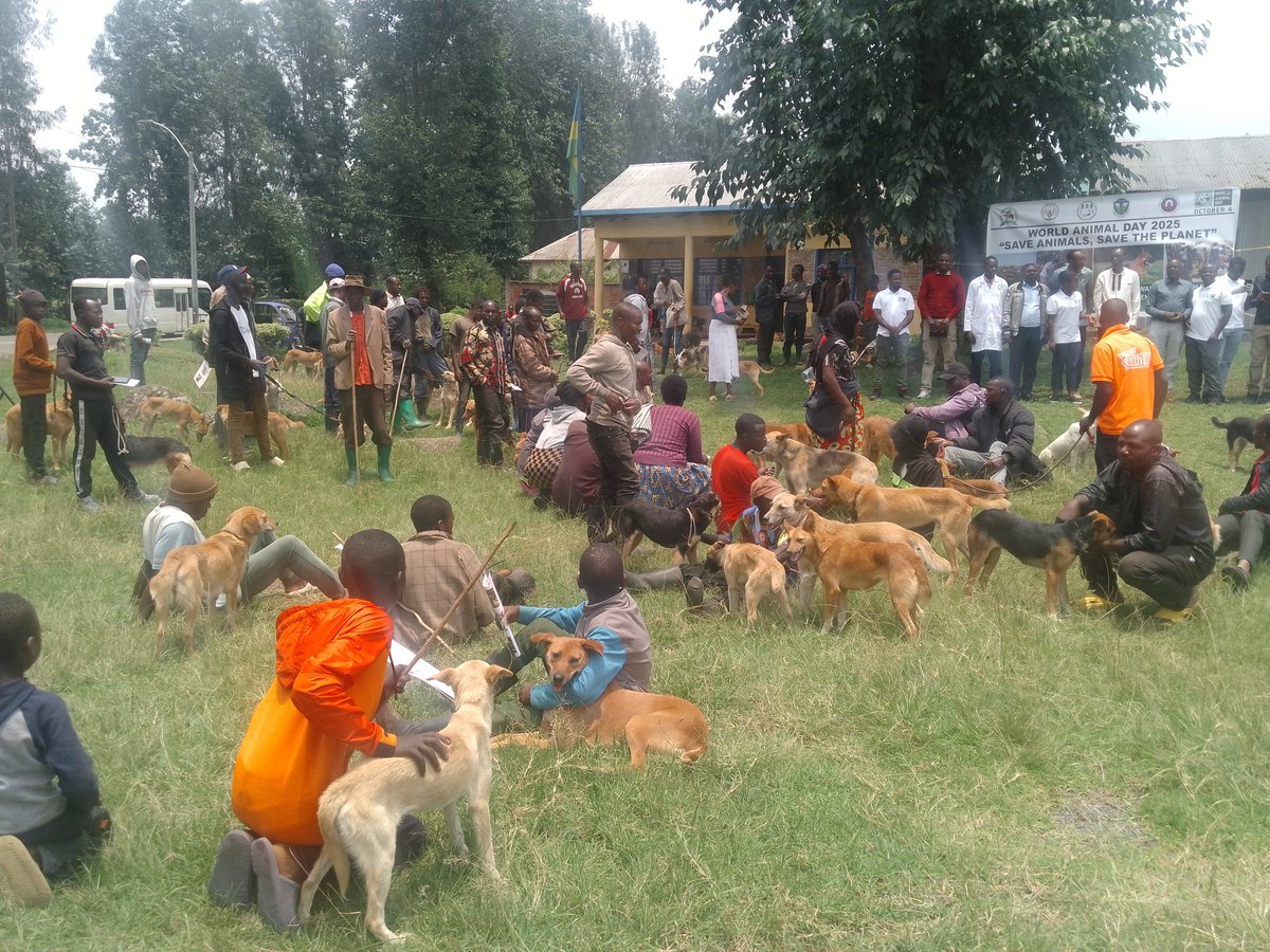 greenafricarw's tweet photo. In celebration of #WorldAnimalsDay2025, under the theme โSave Animals, Save the Planet,โ the Rwanda Animals Welfare Organisation marked the occasion by vaccinating 200 dogs in #Nyange Sector, @MusanzeDistrict #RAWO @RwandaAgriBoard @RwandaAgri @AnimalPlanet
@RDBrwanda @UNEP https://t.co/9y7mXwmNWH