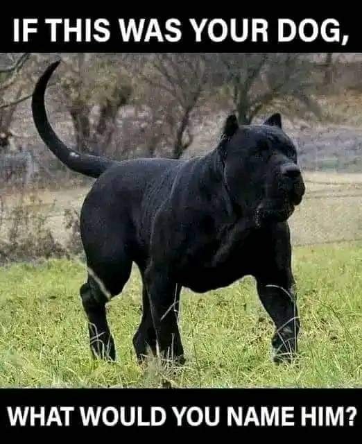 Dog Lovers tweet media