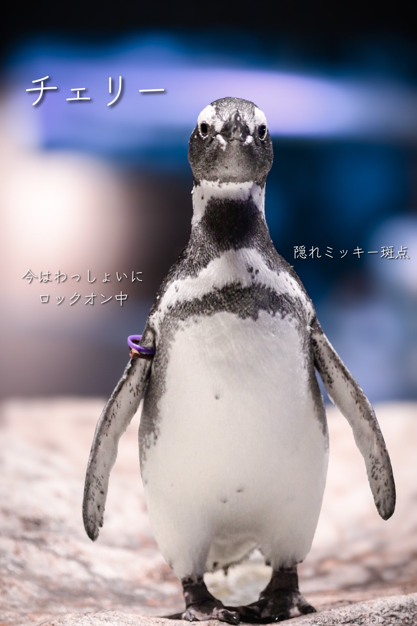 すみぺんページ jay様 Jay ZX : Minifigure njo0034 | BrickLink
