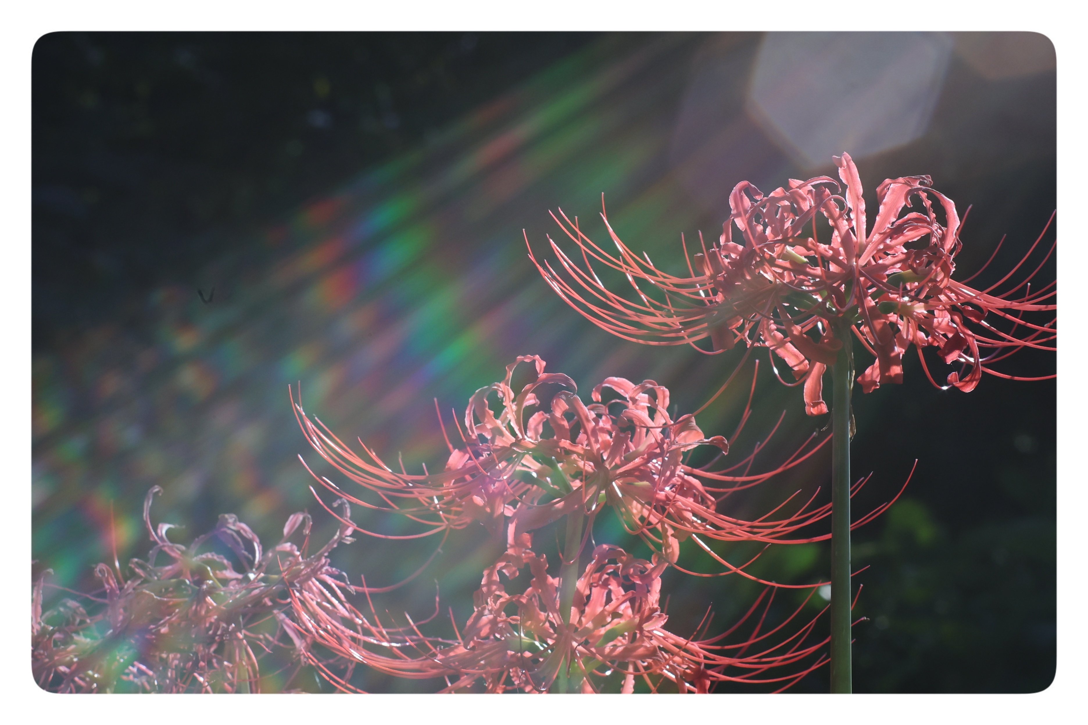 千両役者シヴァ on X: 