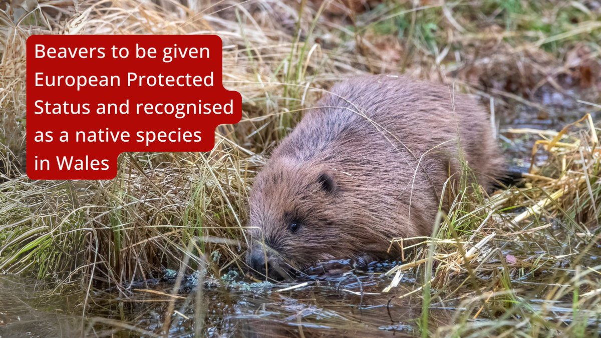 BeaverTrust's tweet photo. The @WelshGovernment has announced plans to recognise beavers as a native species in Wales and grant them full legal protection. This welcome step brings Wales in line with Scotland &amp; England, ensuring cross-border consistency.

Read more 👇
https://t.co/uCQOokxf7R https://t.co/QKY2x17jfZ