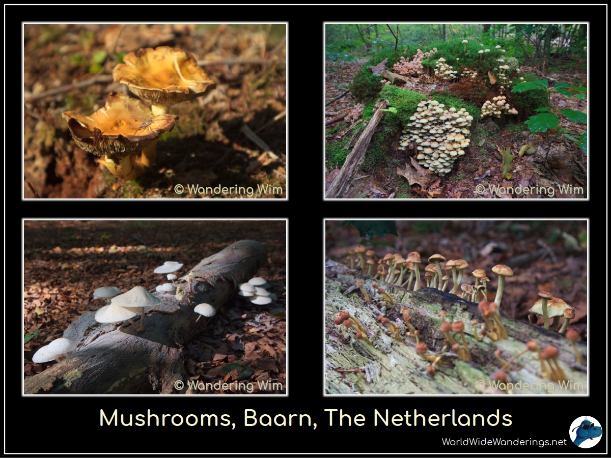 There are soooooo many mushrooms in the forest right now! 🍄

worldwidewanderings.net/blog/2025/10/0…