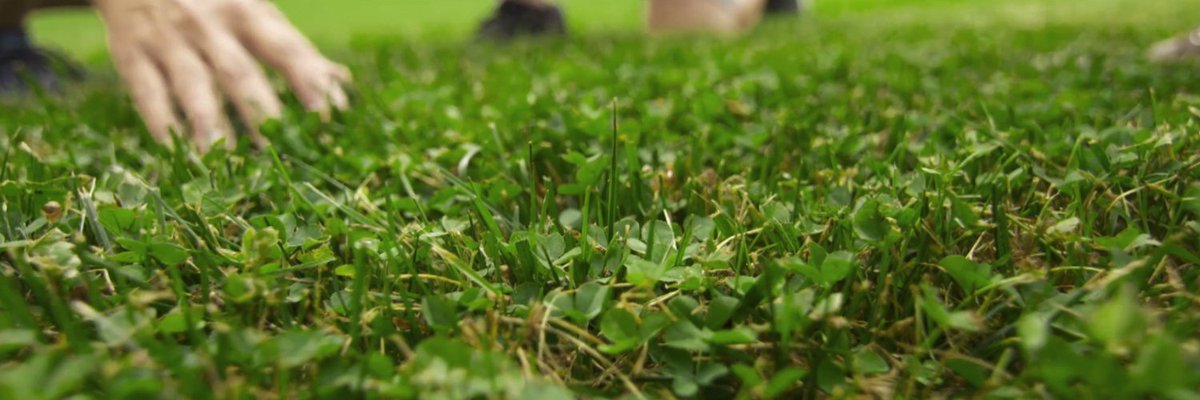Lawn Alternatives You'll Love: Cut Mowing, Not Beauty - [Campaign URL] The Microclover guide, how to build beautiful spring bulb containers, and more essential fall garden ideas.
