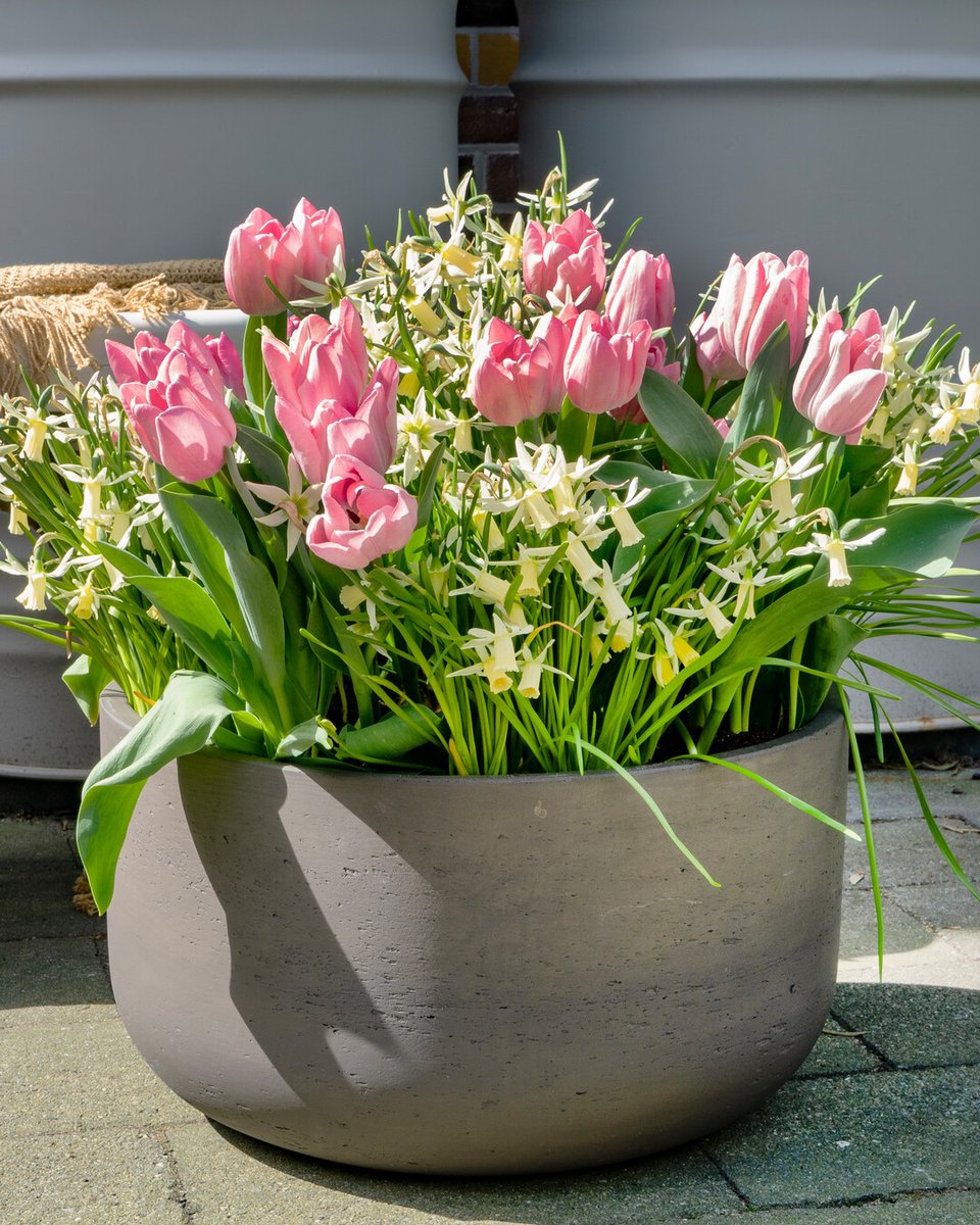 Flowerbulbs.com tweet media