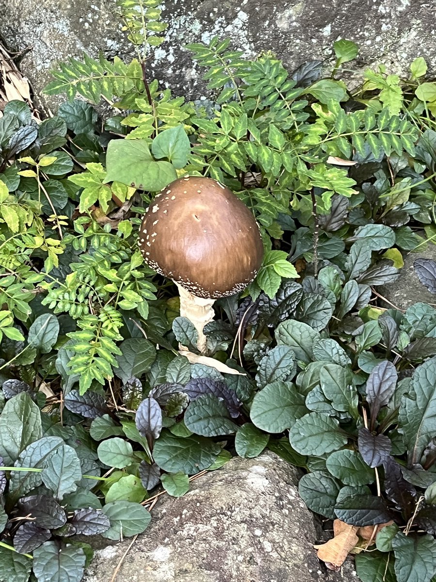 恒例ゑびや寄席の #三遊亭兼好 独演会へ

今年も抱腹絶倒で1年分のガスが抜けた💨
冒頭から相撲の枕で超直球ストライクなんですけど😆
タオル持って「わかもとはるぅ〜」言ってるの私かよー🤭️
『大安売り』の元落語家力士の四股名が“笑茸“って言ったら、会場の庭にそんなキノコ🍄‍🟫が生えてました