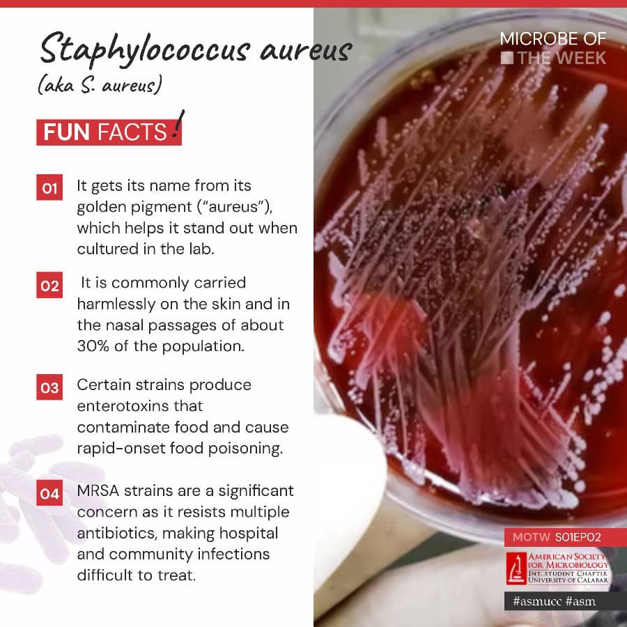 ASMUCC's tweet image. ASM UCC series

🔬 Microbe of the Week: Staphylococcus aureus

Here’s Staphylococcus aureus 🦠 — the golden staph that lives on our skin and in our noses.