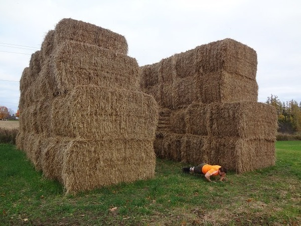 joshuaeeriksen's tweet image. At the farm, using outback hayfield, go for a 3 set 79 rep feet neutral diamond handed pushups then add progressive resistance overload for desired effect. #Matthew9:37 #stayingalivein2025 #fattofitnoquit #fightyoflight #fababs #icanucantoo #generationjoshua

@…