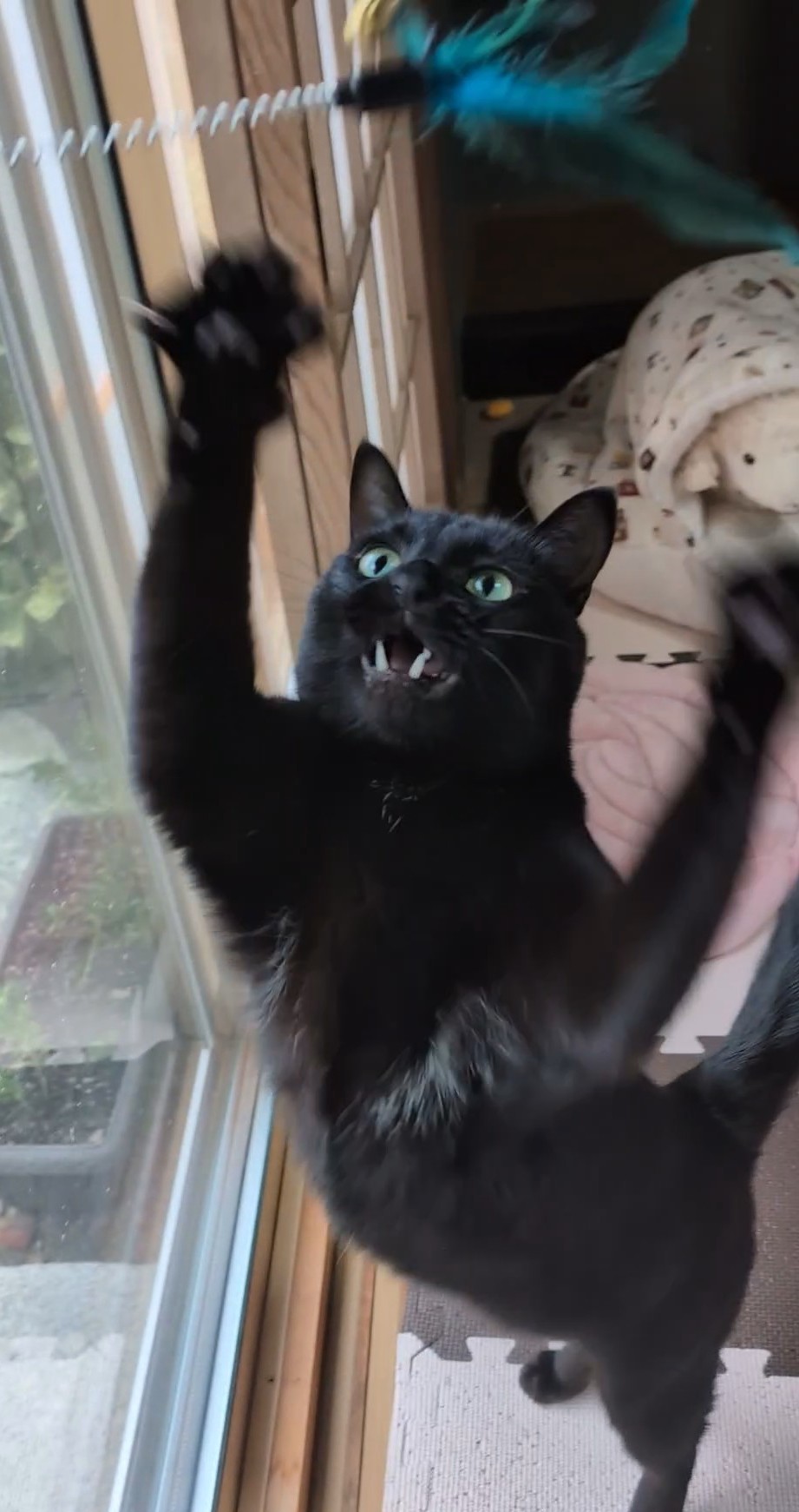 病み猫♡つぎはぎ猫♡黒 病み猫♡つぎはぎ猫♡黒