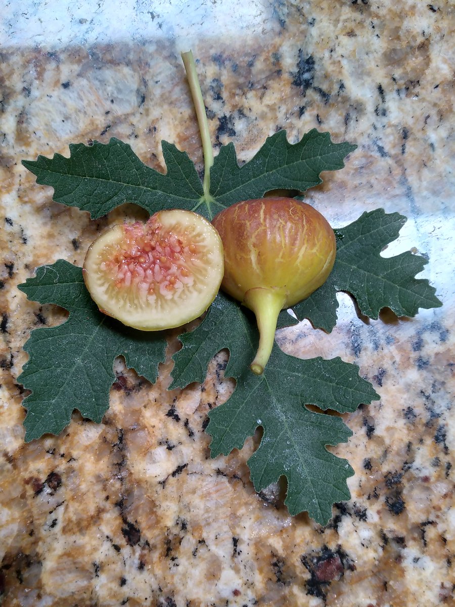 michaelfons's tweet photo. Check out this fig that I grew from seed from dried figs that I had ordered on Alibaba a few years ago, which were grown in XinJiang, China.  I think this is a type of Ficus Afghanistanica. https://t.co/lBhc7H4DJK