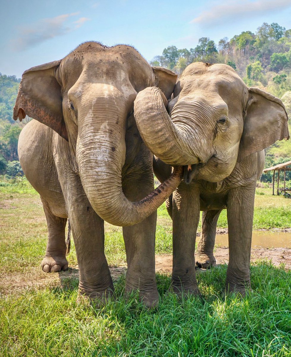 SoEarthen's tweet image. Rural Northern Thailand  #Elephants #Affection