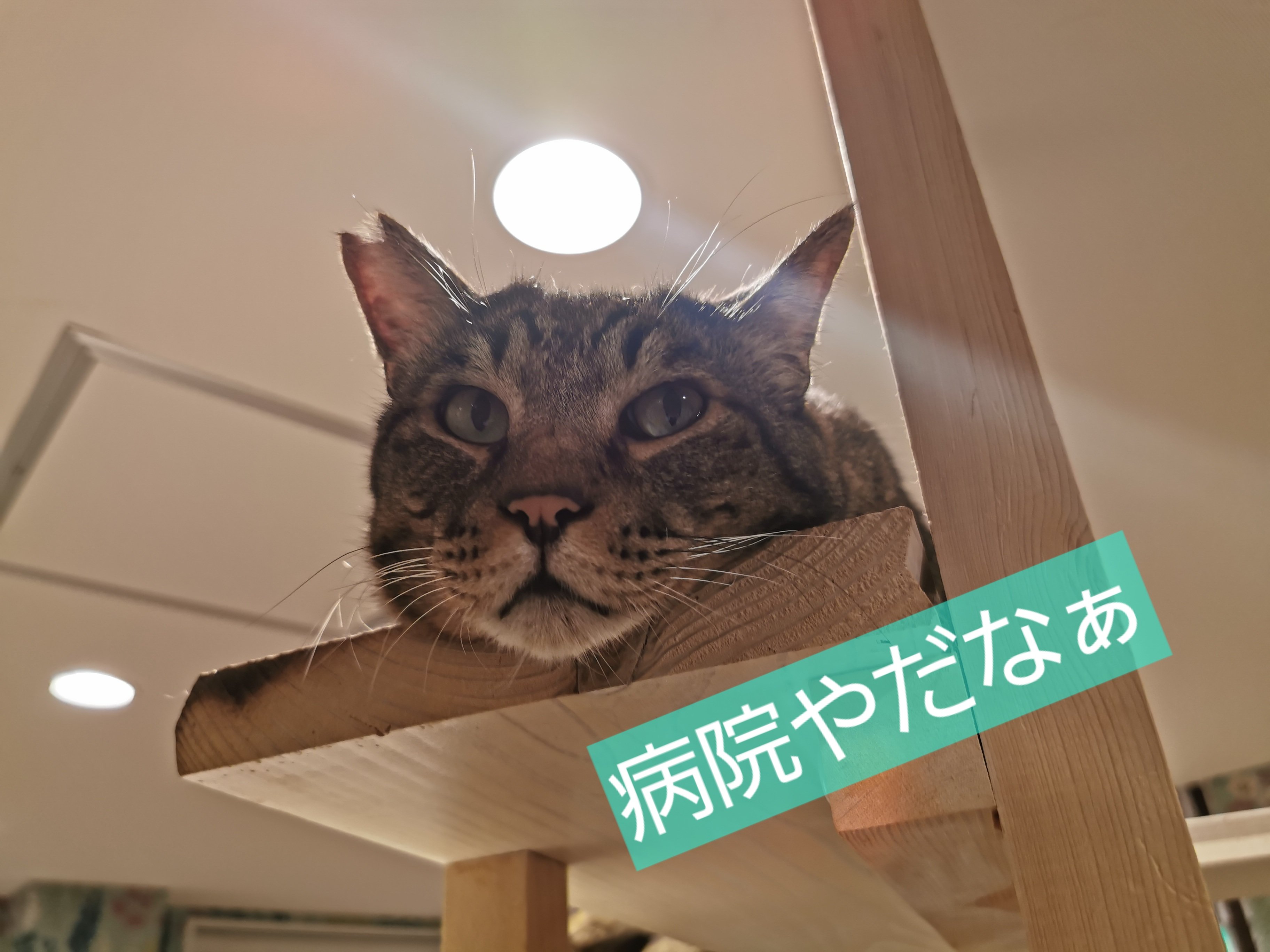 にゃプチーノ 住吉区帝塚山の猫カフェ【にゃんプチーノ】